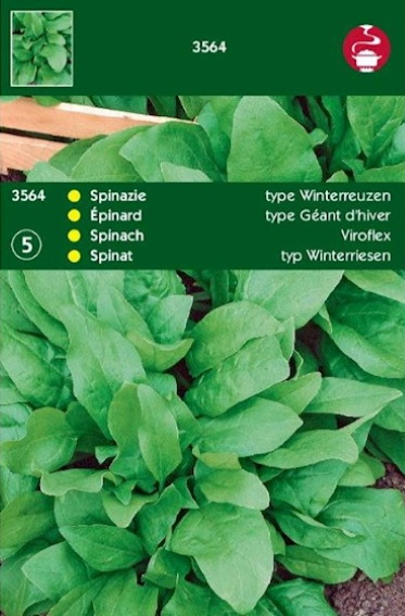Spinach Winter Giants Viroflex (Spinacia oleracea) 7000 seeds HT